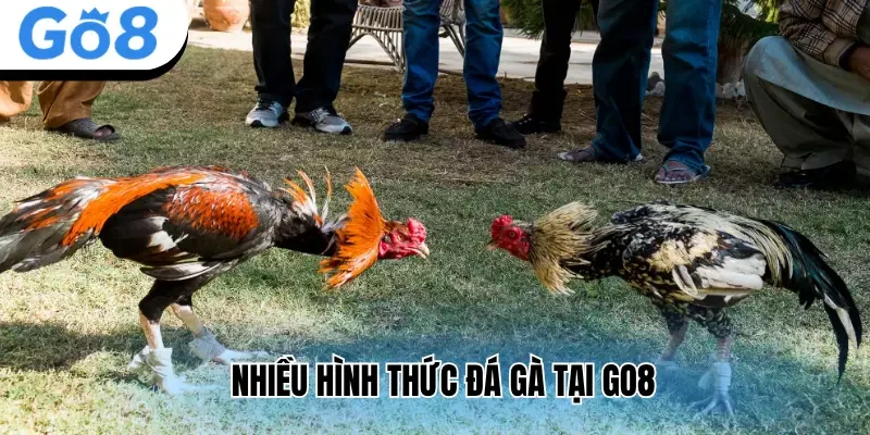 Nhiều hình thức đá gà tại Go8